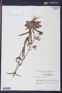 Penstemon laevigatus image