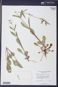 Penstemon laevigatus image