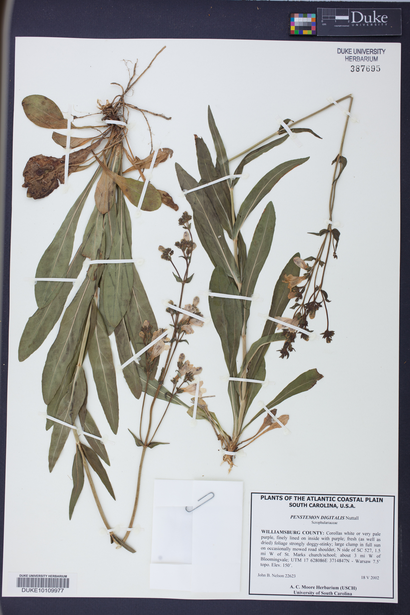Penstemon laevigatus image