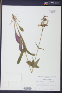 Penstemon laxiflorus image