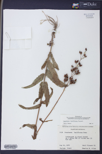 Penstemon laxiflorus image