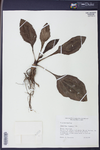 Plantago cordata image