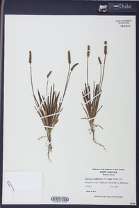 Plantago hookeriana image