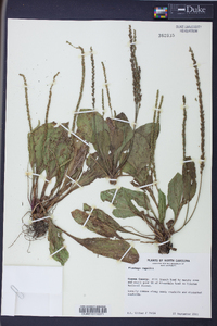 Plantago rugelii image