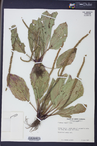 Plantago rugelii image