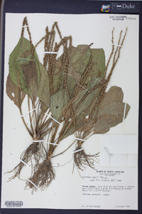 Plantago rugelii image