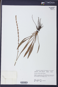 Plantago sparsiflora image