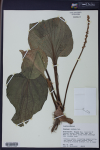 Plantago cordata image