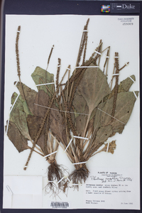 Plantago rugelii image