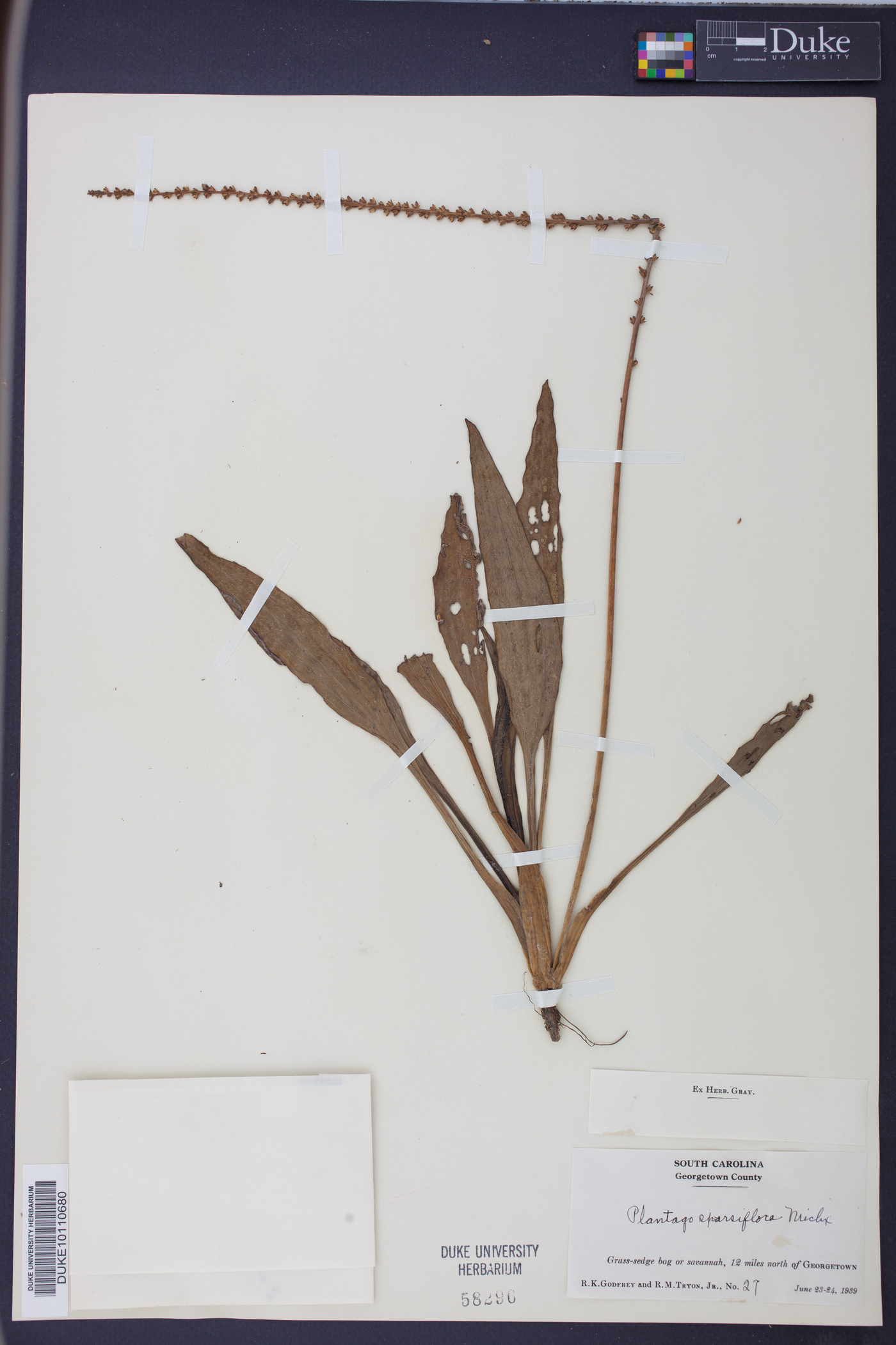 Plantago sparsiflora image