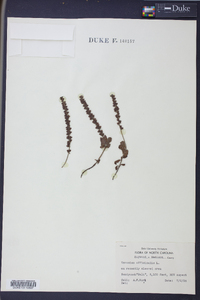 Veronica officinalis image