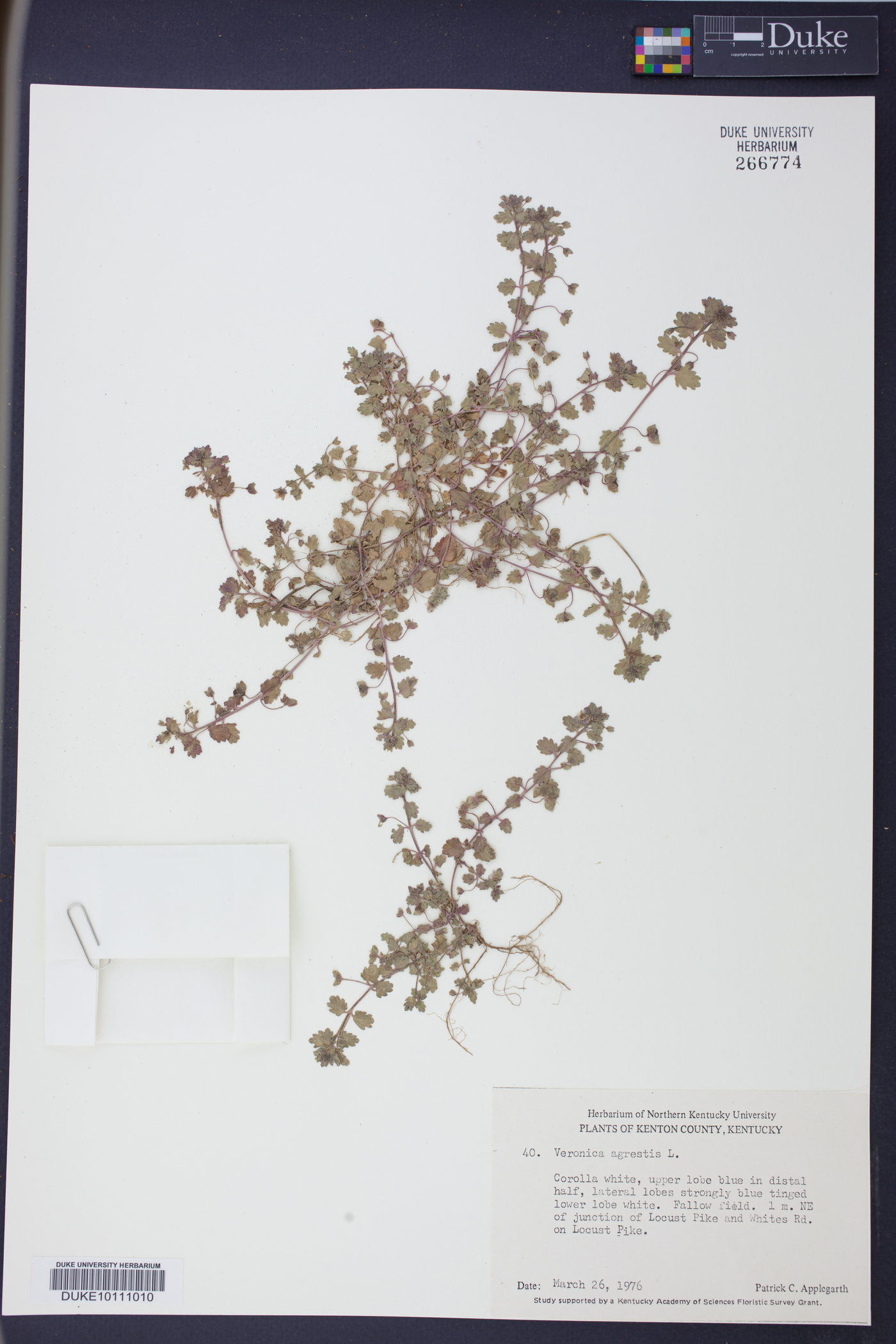 Veronica agrestis image