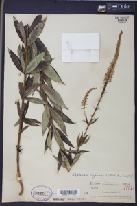 Veronicastrum virginicum image