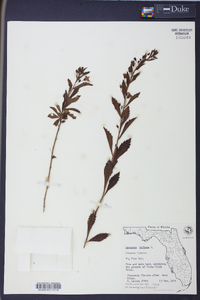 Capraria biflora image