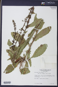 Verbascum blattaria image