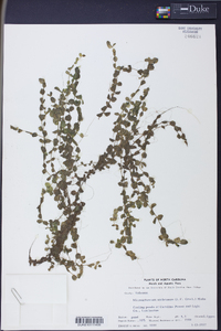 Micranthemum umbrosum image