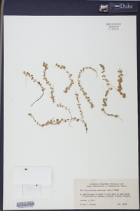 Micranthemum umbrosum image