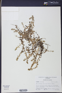 Micranthemum umbrosum image