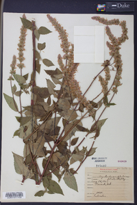 Agastache scrophulariifolia image