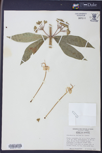 Clerodendrum indicum image