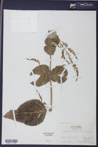 Collinsonia canadensis image