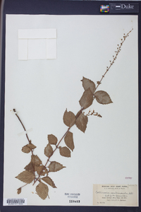 Collinsonia canadensis image