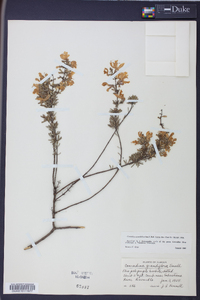 Conradina grandiflora image