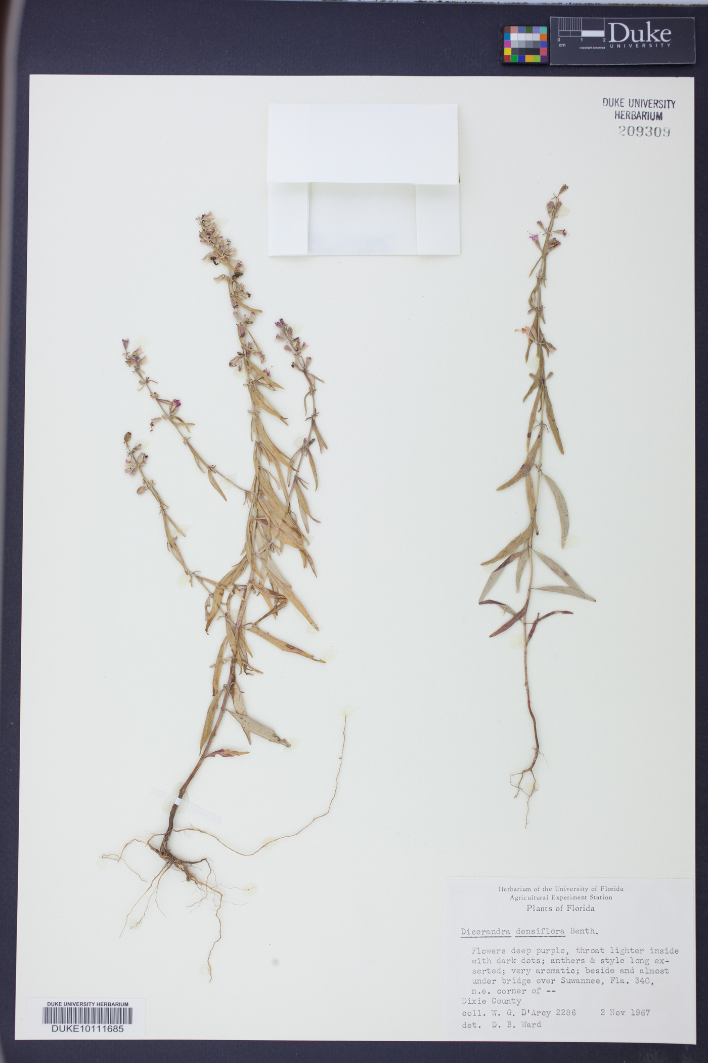 Dicerandra densiflora image