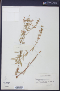 Dicerandra densiflora image