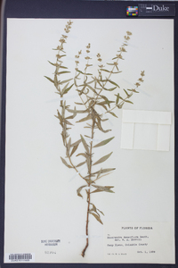 Dicerandra densiflora image