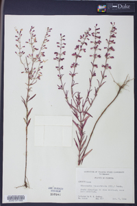 Dicerandra linearifolia image