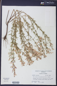 Dicerandra linearifolia image