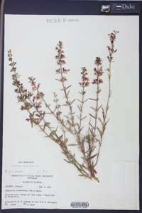 Dicerandra linearifolia image