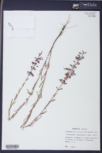 Dicerandra linearifolia image