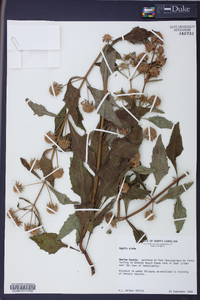 Hyptis alata image