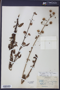 Hyptis alata image