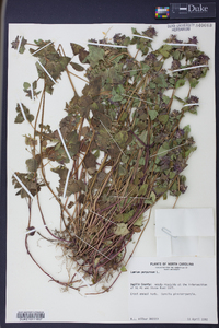 Lamium purpureum image