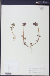 Lamium purpureum image