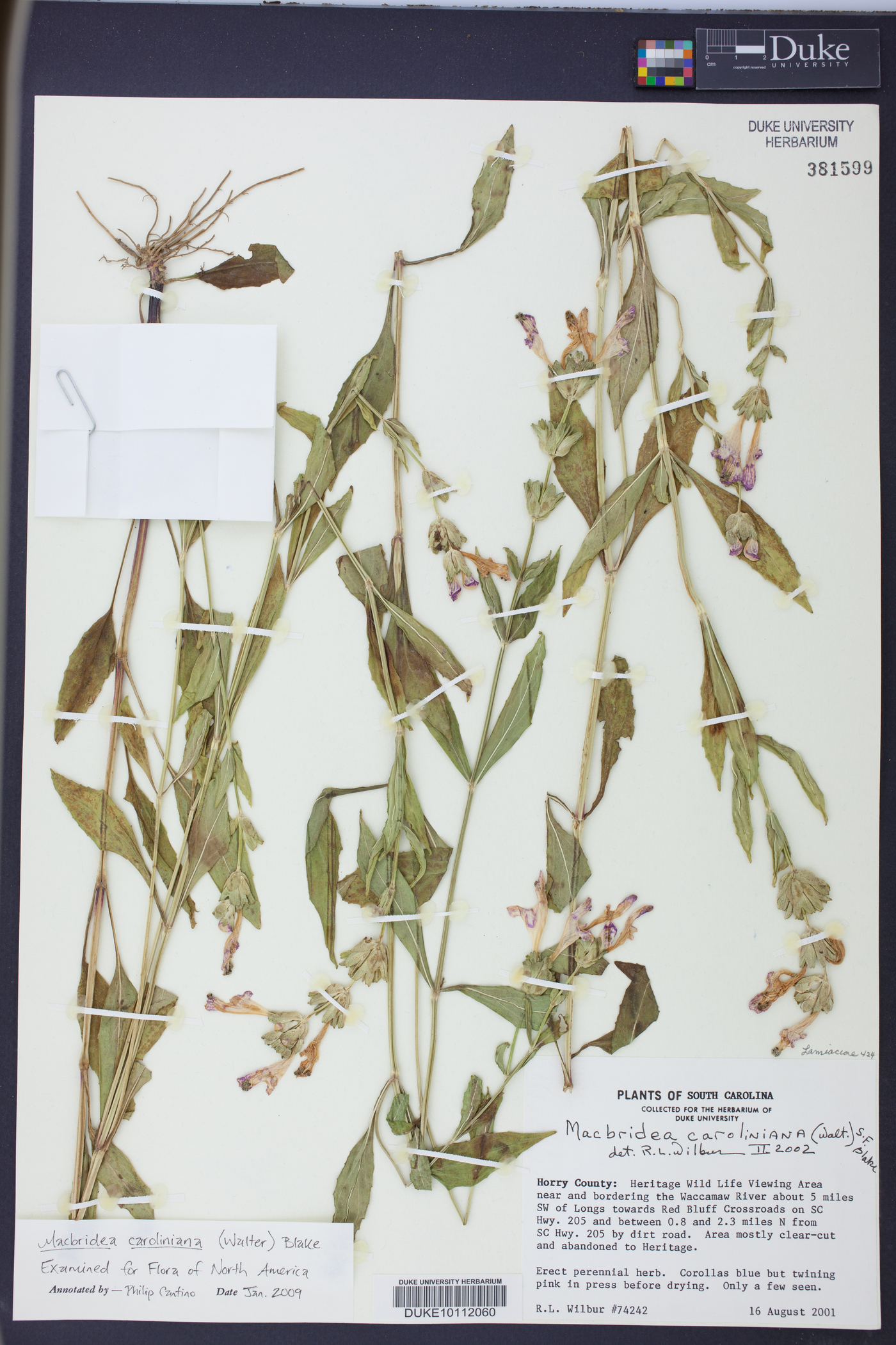 Macbridea caroliniana image