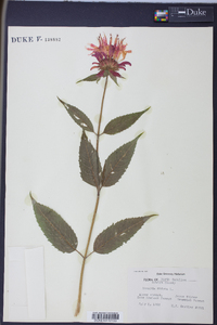 Monarda didyma image