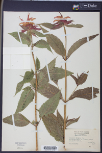 Monarda didyma image