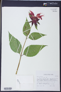 Monarda didyma image