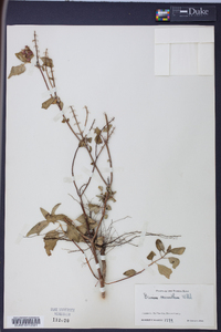 Ocimum micranthum image