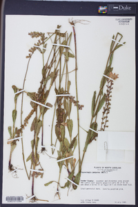 Physostegia purpurea image