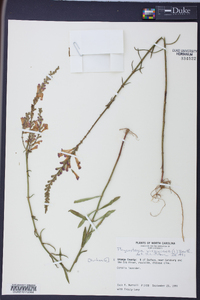 Physostegia virginiana image