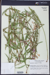 Physostegia virginiana image