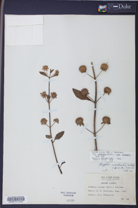 Hyptis alata image