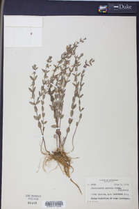 Scutellaria parvula image