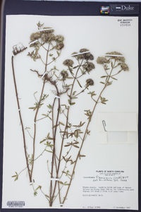 Pycnanthemum flexuosum image