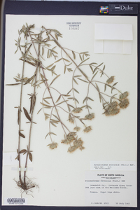 Pycnanthemum flexuosum image